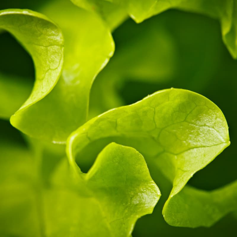 UV for Salad Washing